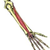 Extensor Digitorum Muscle