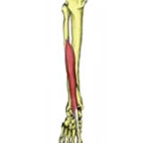 Extensor Hallucis Longus Muscle