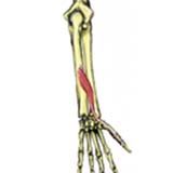 Extensor Pollicis Longus Muscle