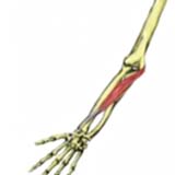 Flexor Carpi Radialis