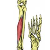 Flexor Digitorum Longus Muscle