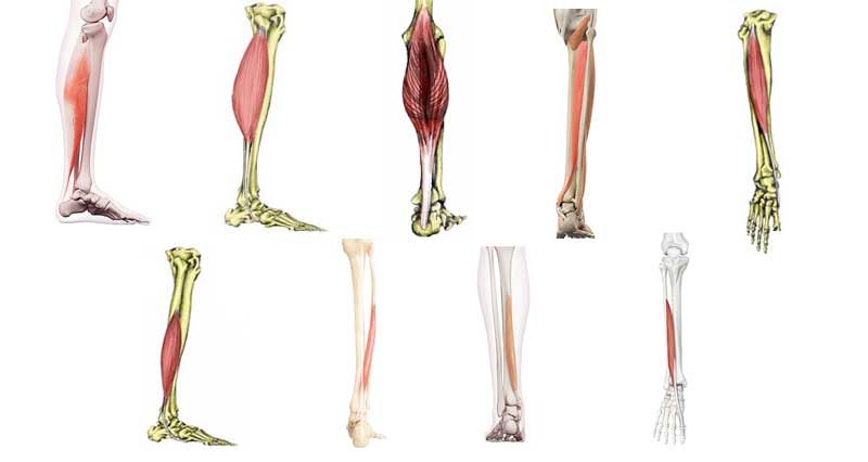 Foot & Ankle Muscles - Origin, Insertion, Actions & Exercises