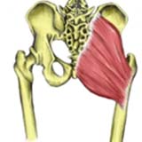 Gluteus Maximus Muscle