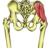 Gluteus Medius Muscle