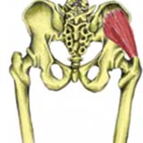 Gluteus Minimus Muscle