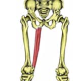 Gracilis Muscle