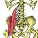 Iliopsoas Muscle