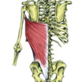 Latissimus Dorsi muscle