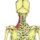 levator scapulae shoulder girdle muscles