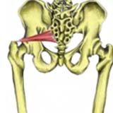 Piriformis Muscle