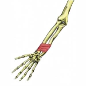 Pronator quadratus muscle