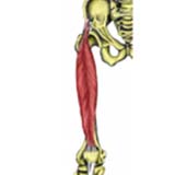 Rectus Femoris Muscle