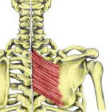 Rhomboid muscle