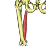 Semitendinosus Muscle