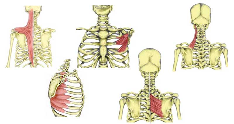 Shoulder Girdle Muscles - Origins, Insertions, Action and Exercises