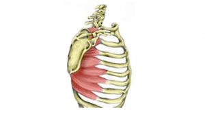 Shoulder girdle muscles