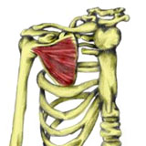 Subscapularis Muscle