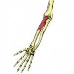 Elbow Muscles - Sportsinjuryclinic.net Origin, Insertion and Actions