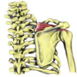 Supraspinatus