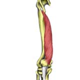 Vastus Medialis knee joint Muscle