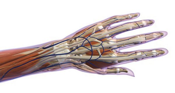 Wrist muscles