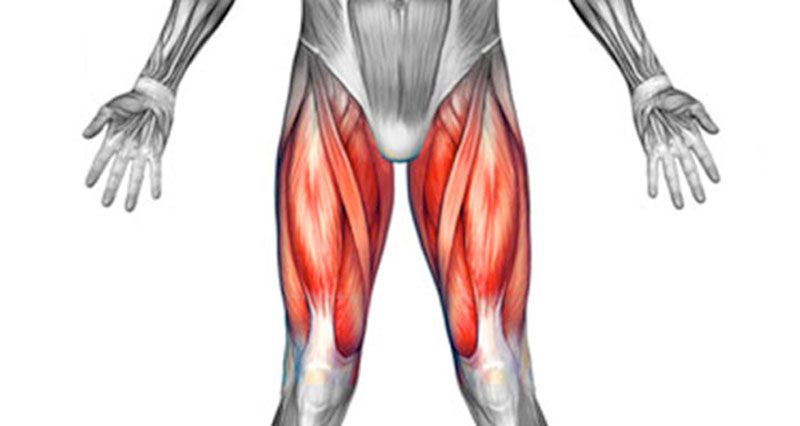 Diagram Illustrating Muscle Groups On Front Of Human Legs