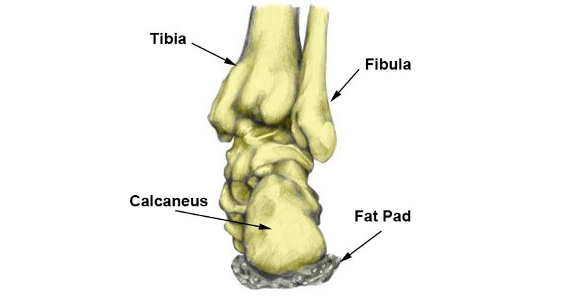 policeman's heel insoles