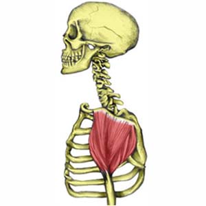 Deltoid Muscle Strain - acute shoulder injuries