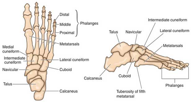 Stress fracture of the foot