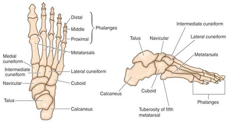 Foot stress frqacture