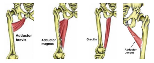 Female Groin Anatomy