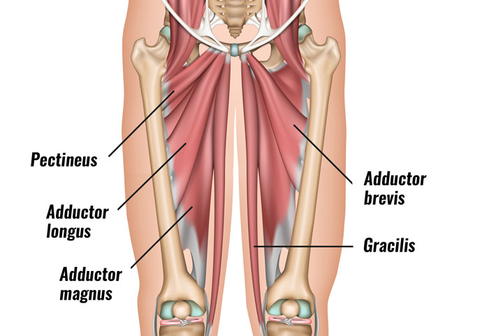 Groin muscles diagram diagram of groin aponeurosis from sscsantry groin project medical. Groin Muscles Diagram : Groin Strain Symptoms Causes Treatment Rehabilitation Exercises