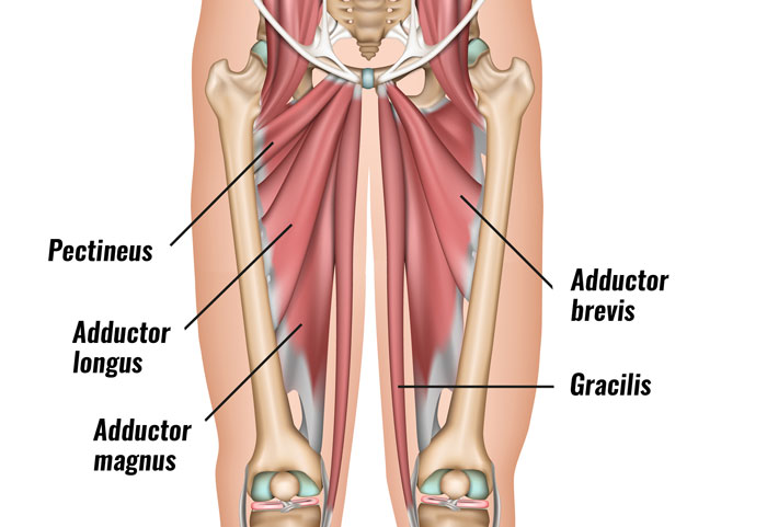 Adductor muscles - groin mucles