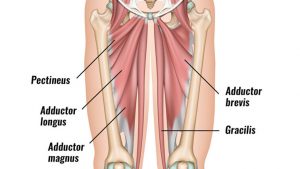 Groin strain muscles