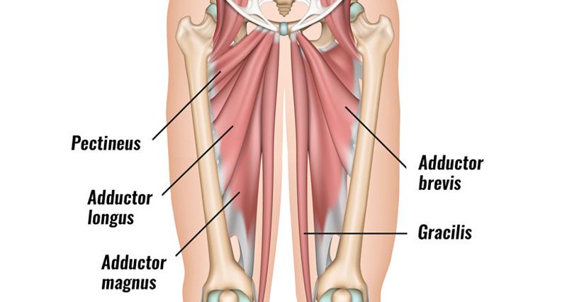 Groin strain muscles