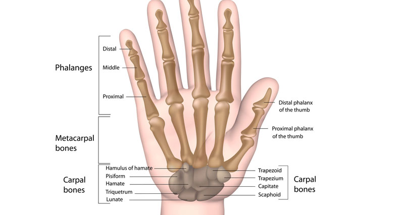 Huesos de la mano nombres