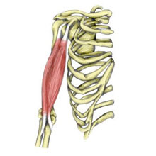 Long Head Biceps Rupture