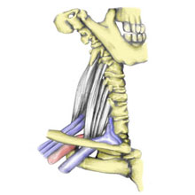 Thoracic Outlet Syndrome