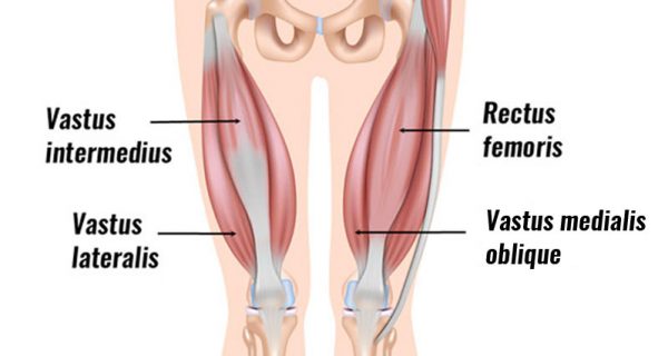 Vastus medialis oblique muscle