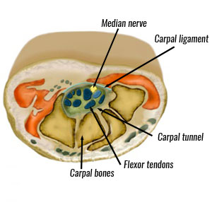 tinel's test anatomy