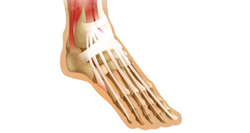 Tendon from big sales toe to heel