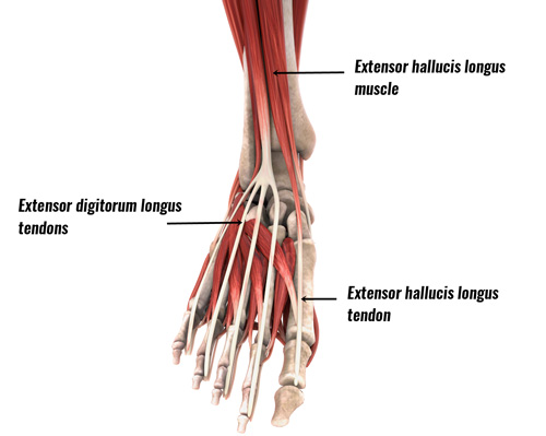 Exercises For Extensor Tendonitis In Foot Exercisewalls