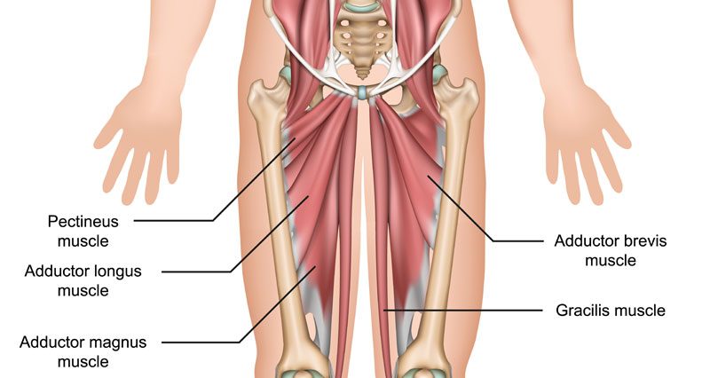 Adductor Tendonitis - Groin Inflammation - Symptoms, Treatment & Rehab