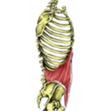 Trunk spine muscles