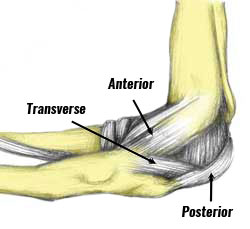 Medial collateral elbow ligaments