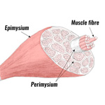 Skeletal muscle structure