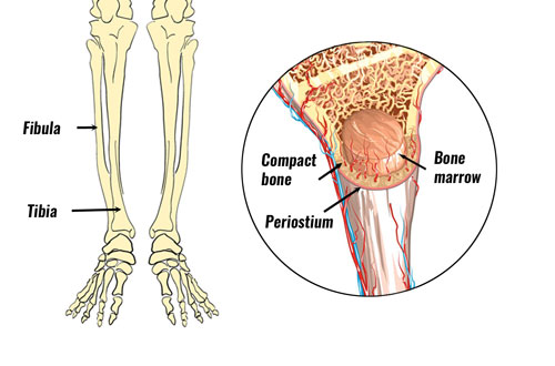 shin splints anatomy