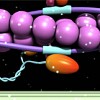 Muscle contraction and sliding filament theory