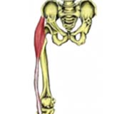 Hip and pelvic m,uscles