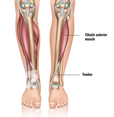 Tibialis anterior muscle and tendon
